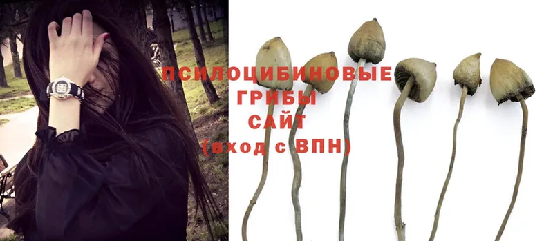 Галлюциногенные грибы MAGIC MUSHROOMS  Новозыбков 